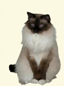 Home 8b99c6e07a5549ff625d5ff618667a66 1 225x300